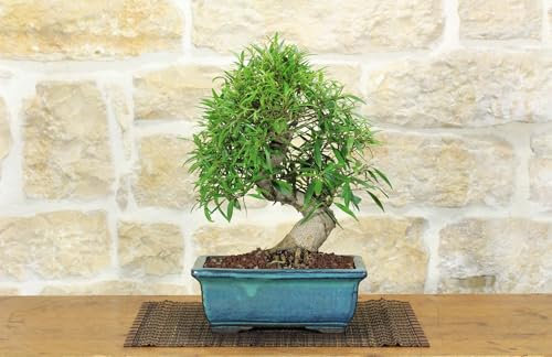 Bonsaï Ficus Neriifolia (6)