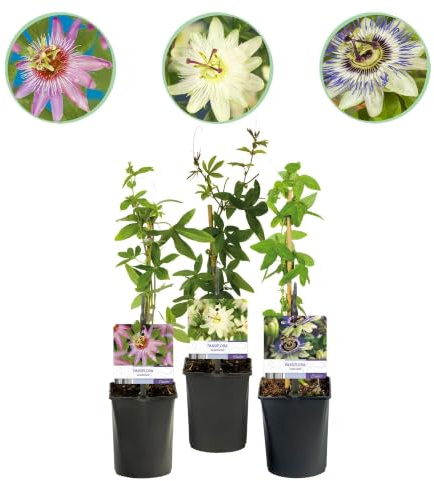 GreenboutiQ - Fleur de passion - Passiflora Tricolour - Fleurs Roses Blanches Violettes - Peu d'entretien - 3 plantes - Pot 11cm Hauteur 40cm