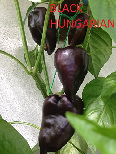 GRAINES DE PIMENT-HUNGARIAN BLACK