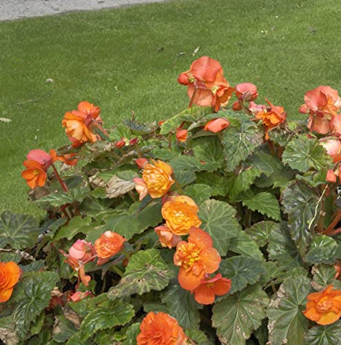 Papaya-Begonie - Begonia sutherlandii - lebende Gartenpflanze aus den Baumschulen