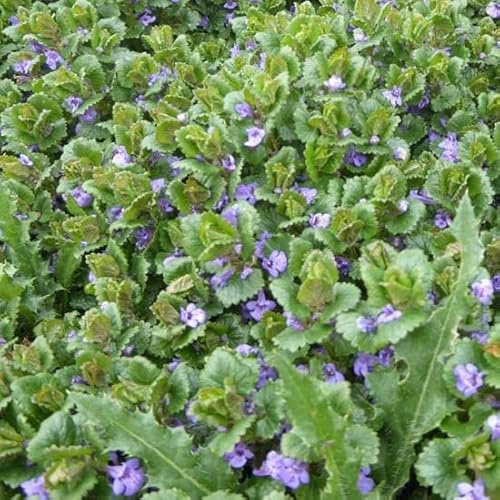 6x Edera terrestre – Glechoma hederacea – Vaso 9x9 cm – coprisuolo perenne giardino ombra