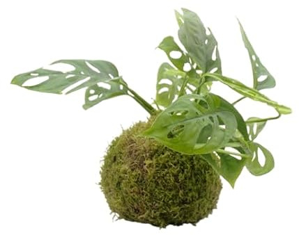 Planta Monstera Adansonii KOKEDAMA Artesanal DECOALIVE Planta en Bola de Musgo