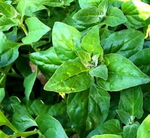 Buy4seeds 2000 Seeds Lettuce Little gem cos Type Romaine Lettuce - Lactuca Sativa