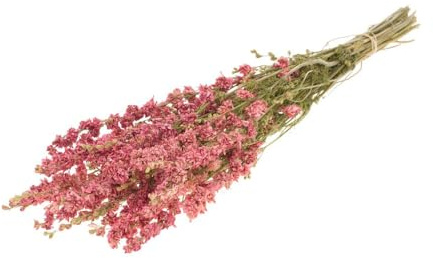 FloristryWarehouse Dried Bunch Natural Delphinium 50cm/20 Inches Pink