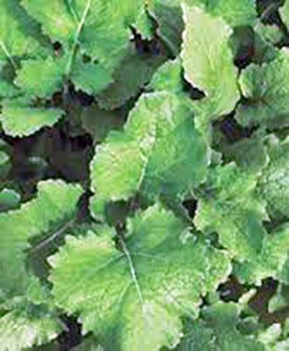 Turnip Seeds,turnip, Seven Top 100 Seeds