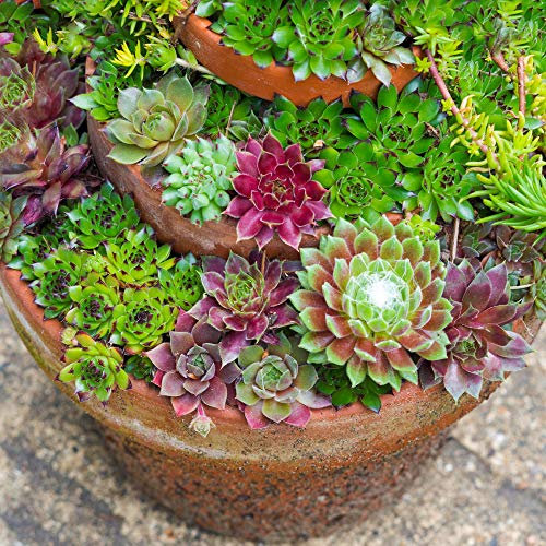 GardenersDream 5 x Sempervivum Plants in Pots - Live Air Purifying Indoor Plants - Indoor Succulent Plant for Desks and Shelves - Beautiful Gifts for Plant Lovers (5-15cm, incl. 5.5cm Pot)