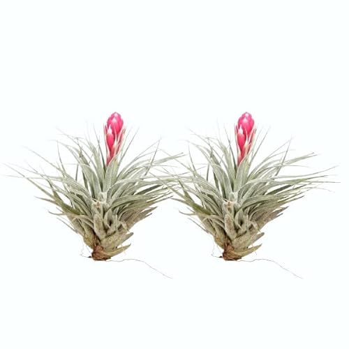 Duo de Tillandsia Cotton Candy Plantas del Aire Naturales