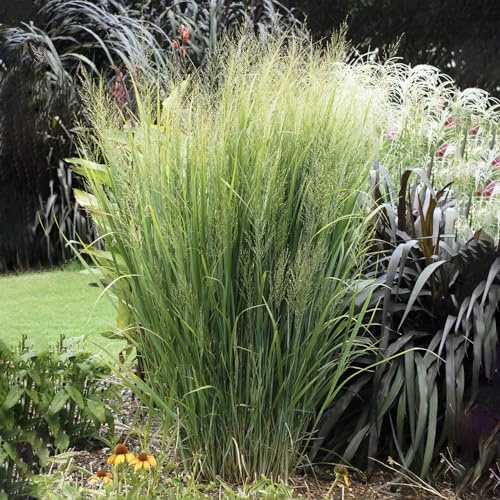 SPRING HILL NURSERIES - Northwind Panicum Ornamental Switch Grass Dormant Bare Root Perennial Plant