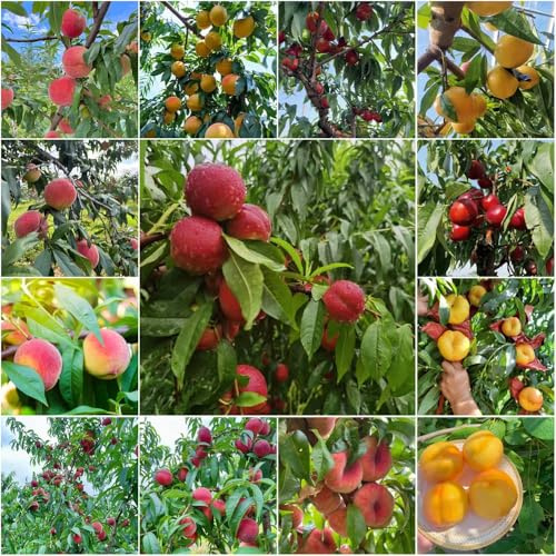 Pfirsichbaum pfirsich steingartenpflanzen winterhart, stauden winterhart mehrjährig, Fruchtplantage obstbaum kübelpflanzen obstsamen alte sorten säulenobstbäume topfpflanzen 3samen