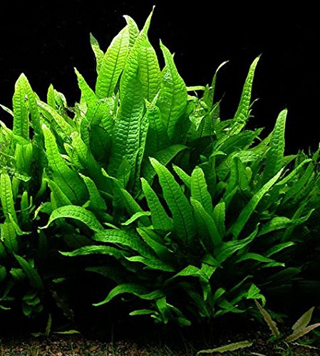 Biotope Aquatics Ltd - Bunch Java Fern - Live Aquarium Fish Tank Plant - Microsorium pteropus