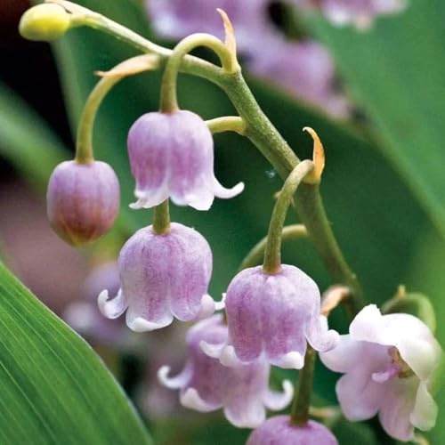 Bulbos de lirio de los valles, invernaderos de balcón exóticas decoración resistentes para el jardín regalos 5pcs