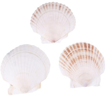 Kisangel 3st Grilldekorationen Statue Künstliches para Muschelverzierungen Muschel Schmuck - Perlmutt Grillornament Dekorationen Für Aquarien Natürlich Weiß Hochzeit Jakobsmuschel