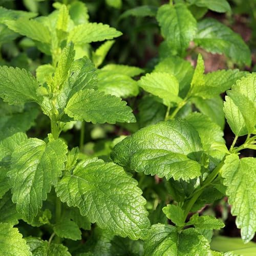 zitronenmelissesamen, gartenkräutersamen geringe wartung 750pcs