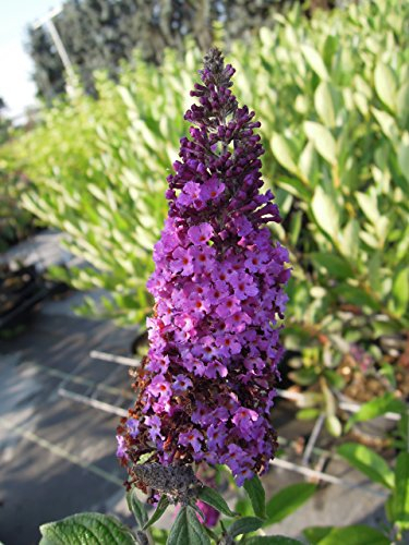 Sommerflieder Royal Red 40-60 cm Strauch für Sonne-Halbschatten Zierstrauch purpur-bordeauxrot blühend Gartenpflanze winterhart 1 Pflanze im Topf