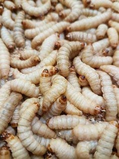Zoo-Papp Bienenmaden lebend XXL 1000 Stück Wachsmaden Lebendfutter für Reptilien, Vögel, Nager und Fische | Angelköder für Regenbogenforellen und Bachforellen