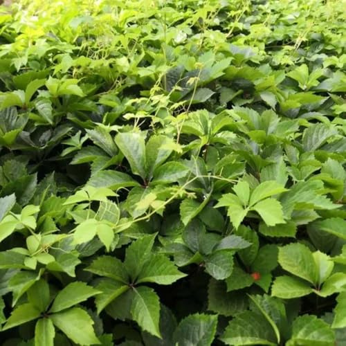 semi resistenti di vite selvatica - Parthenocissus quinquefolia - aiuole rialzate balcone perenni rampicanti 500pcs