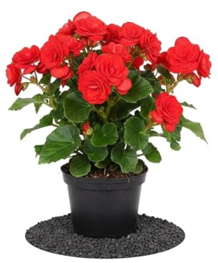 Planta Natural Begonia Hiemalis Begonia Ornamental Roja | DECOALIVE Maceta de 14 cm