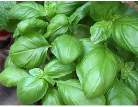 Lot de 30 Graines BIO - Basilic Grand Vert Genovese - Aromatique Potager - Aromate Fleur Legule Jardin - 04