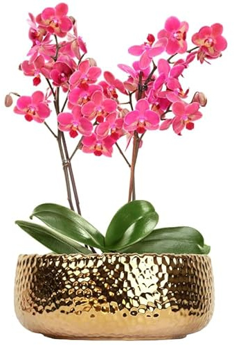 LOUIE SILNA Flower Pot Small Plants Vintage Gold Decorative Plant Pots, Round Phalaenopsis Flower Pot Suitable for Wedding, Home, Living Room