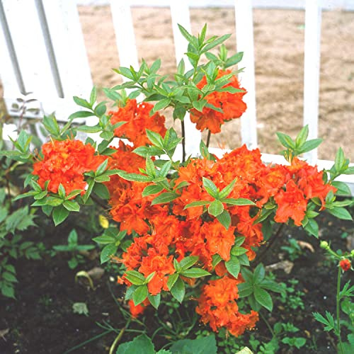 Duft-Azalee 'Gibraltar'