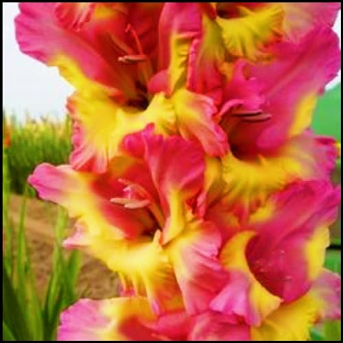 Gladiolus Bulbs UK Gladiolus Flower Gladiolus Plant(Plant Bulbs,Ornamental Flowers,Wedding Flowers,Cut Flowers)-5bulbs-a
