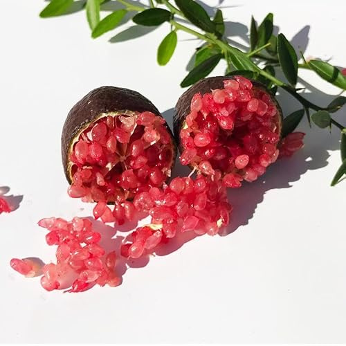 Pianta di Limone Caviale in vaso24 cm. Finger Lime Pianta da 3 anni, piante già fruttificante. Colori Mix (Rosso)