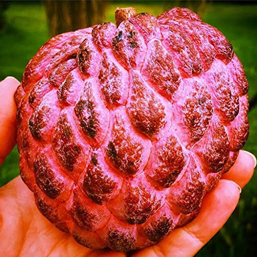 Fresh 5 piezas Guanabana Annona Muricata semillas de frutas para plantar rosa:Seeds only