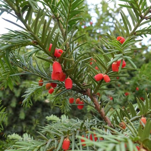 Taxus baccata - balcone raro da balcone in vaso da decorazione giardino resistenti al pieno sole giardino arredamento del soggiorno 60semi