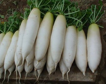 Graines de radis blanc d'hiver chinois Nongmo chinois