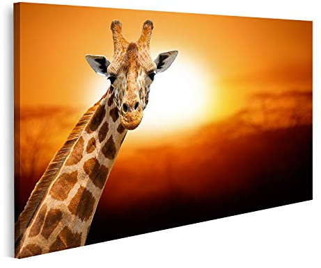 islandburner Bild auf Leinwand Giraffe auf Sonnenuntergang Amboseli National Park Kenia Wandbild Leinwandbild Bilder für Wohnzimmer GBVG-1K