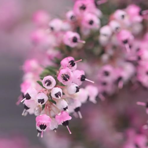 semillas de brezo, Erica carnea, Las perennes son perennes resistentes Las de jardín de rocas son 350pcs