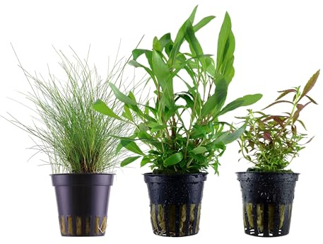Garnelio Aquarium Pflanzen - 3X Wasserpflanzen - Aquarienpflanzen für Anfänger - Eleocharis Limnophila Hygrophila - Set mit 3 Aquariumpflanzen