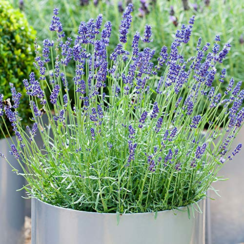 Lavandula angustifolia | Plant de Lavande Anglaise | Arbuste à feuilles persistantes (1 Plante)