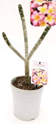 POWERS TO FLOWERS - PLUMERIA FRANGIPANI JENNI, altezza 50cm, vaso 18, pianta vera