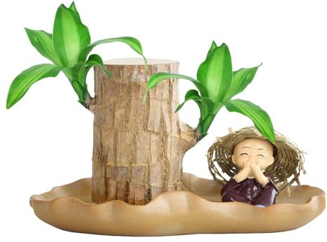 Brazilian Lucky Wood - Brazilian Lucky Bam-Boo Hydroponic Potted Plant Stump | Hydroponic Lucky Wood, Sprouting Lucky Wood | Brazilian Lucky Wood Plant | Lucky Plants Indoor for Desktop
