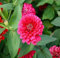 Semillas de flores de caléndula frescas, 100 unidades, color rosa