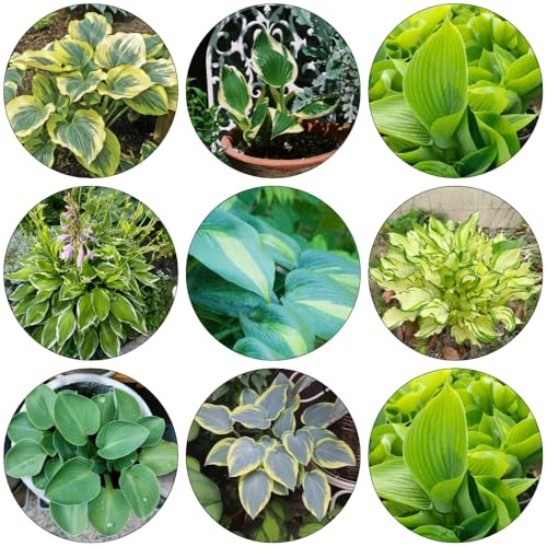 funkien biosaatgut winterharte kübelpflanzen winterharte stauden mehrjährig pflanztopf küchenkräuter topfpflanzen echt gartenkräuter kräuterbeet indoor grünpflanzen topfpflanzen 35samen