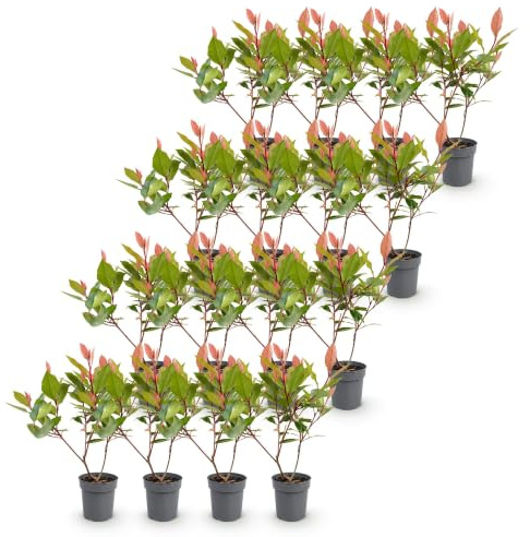 Photinia Fraseri Little Red Robin, Siepe Sempreverde, Set da 16, Vaso 9cm