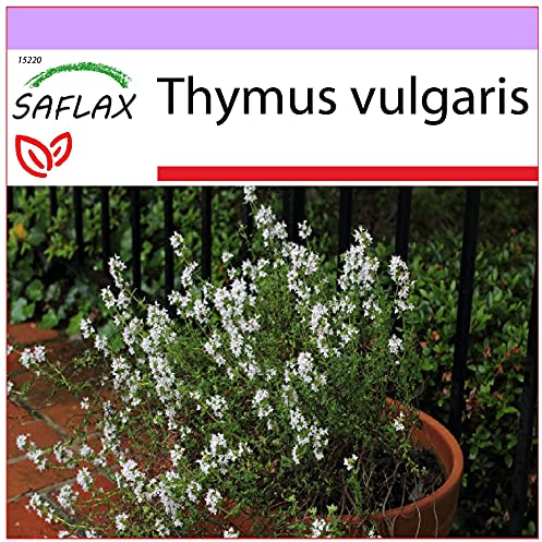 SAFLAX - Heilpflanzen - Echter Thymian - 200 Samen - Thymus vulgaris