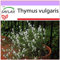 SAFLAX - Timo comune - 200 semi - Thymus vulgaris