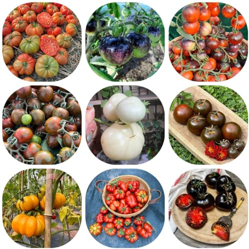 tomatensamen alte sorten - bodendecker winterhart mehrjährig balkon exotische seltene 350pcs