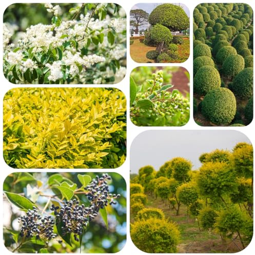 semi di siepe di ligustro biologici vecchie varietà decorazione di arbusti di ligustro verdi, decorazione del giardino esterno resistenti veri 100pcs