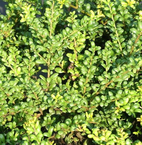 Cuillère de houx japonaise - Ilex crenata « Convexa » - Vert - 60-80 cm - Pour élevage en plein air