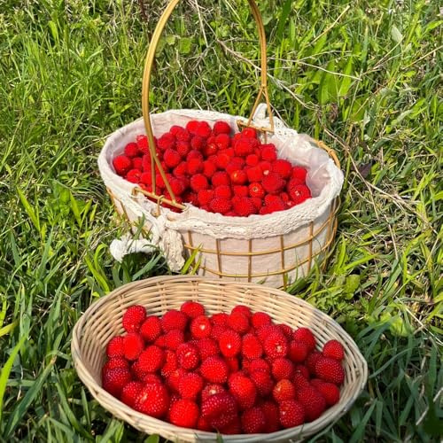 semillas de fresa silvestre perenne - bancales elevados balcón camas resistentes invernadero jardín 500pcs
