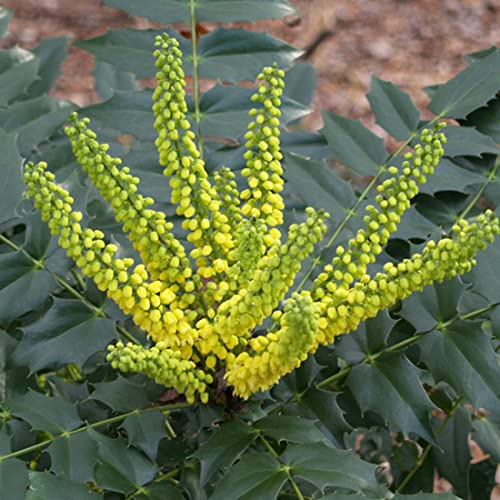 Mahonie 'Winter Sun' - Mahonia × media 'Winter Sun' - 30-50 cm Topf - Duftender Winterblüher