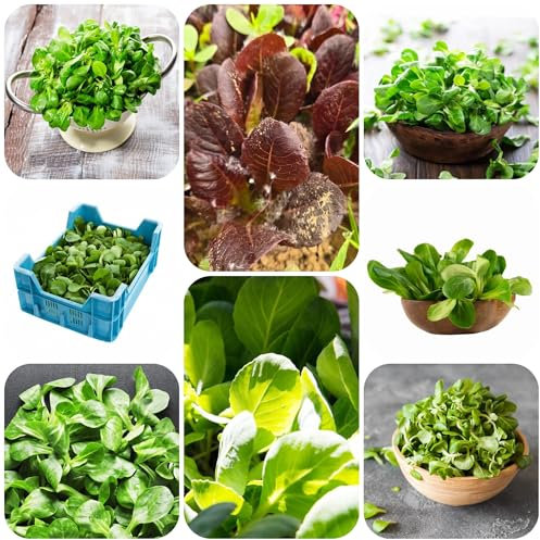 Plantación de canónigos canónigo orgánico macetas plantas resistentes en macetas hortalizas planta de balcón en maceta de bonsái 1000pcs