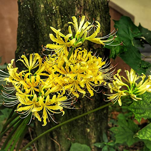 3 pz bulbi lycoris radiata, rialzate per giardino di giglio ragno da resistenti d'appartamento