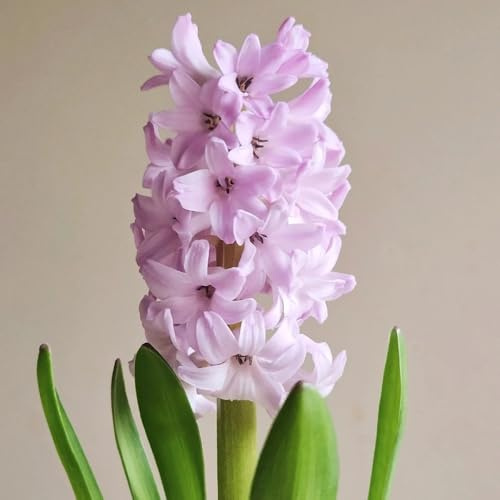 2zwiebeln hyazinthen - blumenzwiebeln mehrjährig winterhart, frühlingsblumen hyazinthen winterharte garten, balkon geschenke