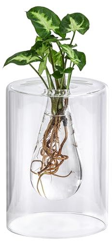 Dehner Waterplant Purpurtute, Syngonium podophyllum Arrow, Wasserpflanze im Glas, Ø 10 cm, Höhe 30 cm, Zimmerpflanze
