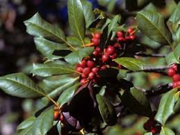 Acebo americano, Ilex opaca, Semillas de árboles (fragantes, vistosas, resistentes y perennes) (200)